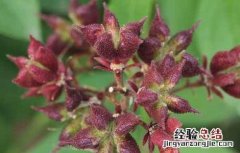 白鲜皮种植注意事项 种植白鲜皮需要注意什么