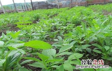 白鲜皮种植注意事项 种植白鲜皮需要注意什么