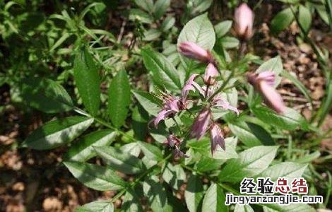 白鲜皮种植注意事项 种植白鲜皮需要注意什么