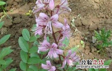 白鲜皮种植注意事项 种植白鲜皮需要注意什么