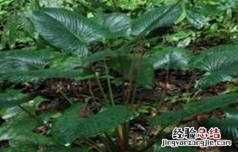 千年健盆栽 千年健的种植技术