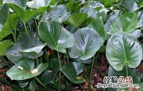 千年健盆栽 千年健的种植技术