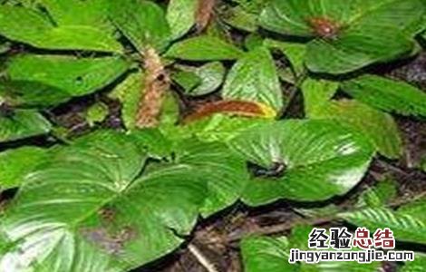 千年健盆栽 千年健的种植技术
