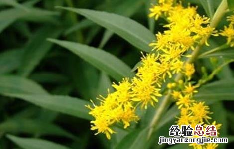 一枝黄花常见病虫害的防治方法 一枝黄花常见病虫害的防治方法视频