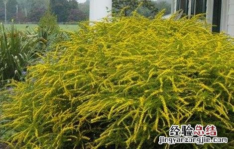 一枝黄花常见病虫害的防治方法 一枝黄花常见病虫害的防治方法视频