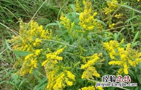 一枝黄花常见病虫害的防治方法 一枝黄花常见病虫害的防治方法视频