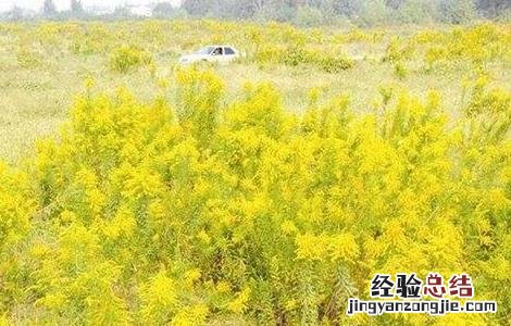 一枝黄花的种植技术 一枝黄花的种植技术视频