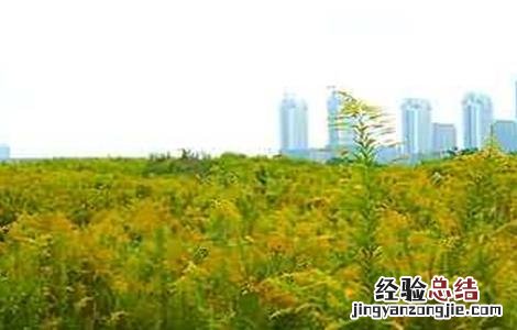 一枝黄花的种植技术 一枝黄花的种植技术视频