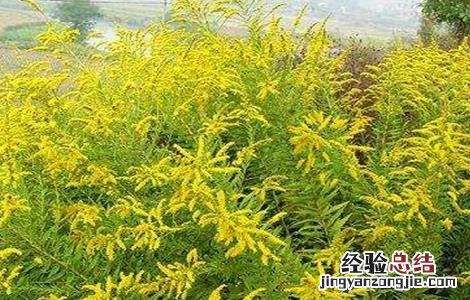 一枝黄花的种植技术 一枝黄花的种植技术视频