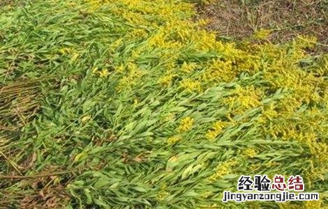一枝黄花的种植技术 一枝黄花的种植技术视频