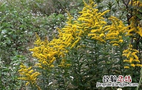 一枝黄花的种植技术 一枝黄花的种植技术视频