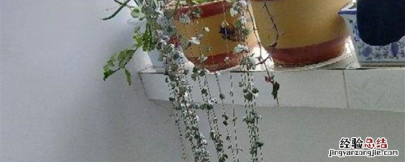 爱之蔓种植方法和时间 爱之蔓怎么繁殖图解什么季节好