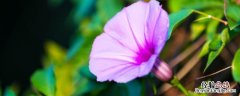 矮牵牛的种植方法和时间 矮牵牛种植方法和时间