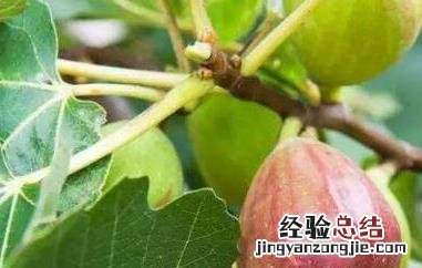 无花果皮可以吃吗的功效与作用 无花果皮可以吃吗