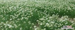 韭菜花腌几天才能吃 腌韭菜花几天可以吃