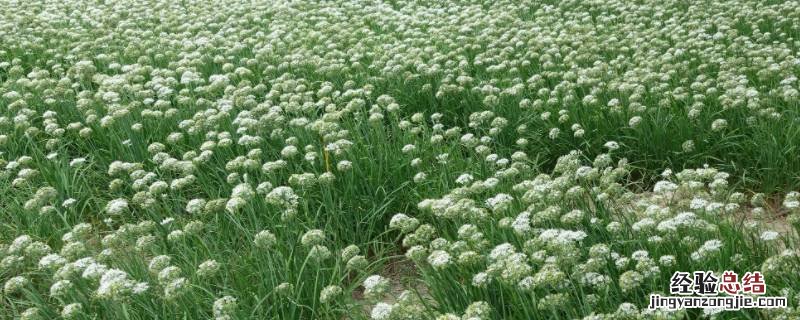 韭菜花腌几天才能吃 腌韭菜花几天可以吃