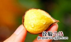 水煮栗子要煮多久才熟 水煮栗子要煮多久