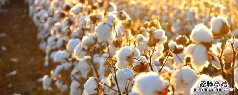 中国棉花产地 中国棉花产地排名