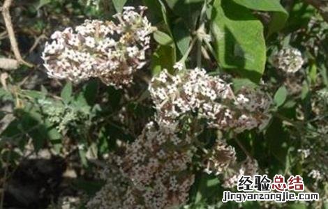 密蒙花的生长环境 密蒙花的种植技术