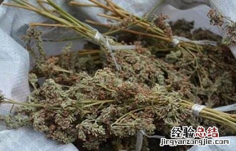 密蒙花的生长环境 密蒙花的种植技术