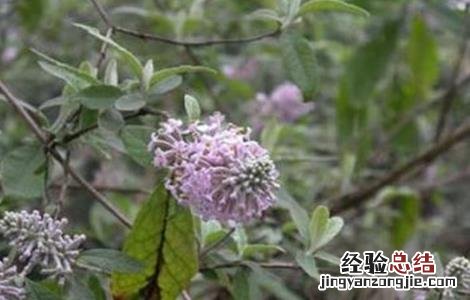 密蒙花的生长环境 密蒙花的种植技术