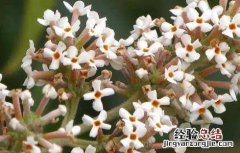 密蒙花的生长环境 密蒙花的种植技术