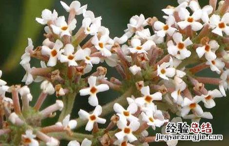 密蒙花的生长环境 密蒙花的种植技术