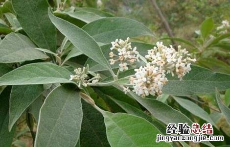 密蒙花的生长环境 密蒙花的种植技术