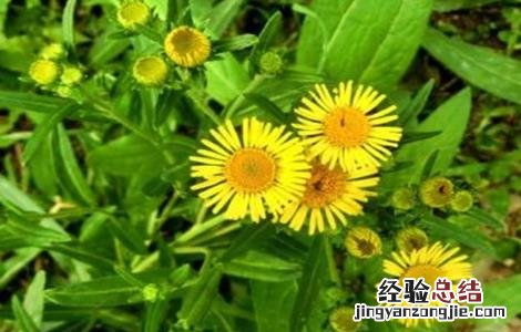 旋覆花的生长环境 旋覆花的栽培技术