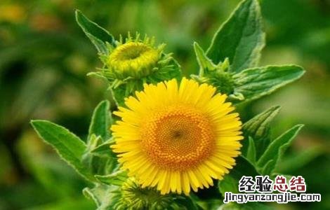 旋覆花的生长环境 旋覆花的栽培技术