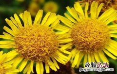 旋覆花的生长环境 旋覆花的栽培技术