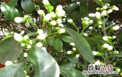 玳玳花的种植技术 玳玳花怎么种
