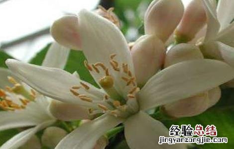 玳玳花的种植技术 玳玳花怎么种