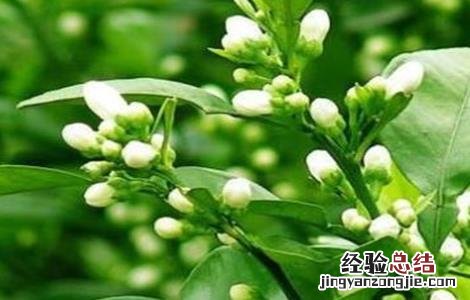 玳玳花的种植技术 玳玳花怎么种