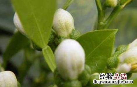 玳玳花的种植技术 玳玳花怎么种