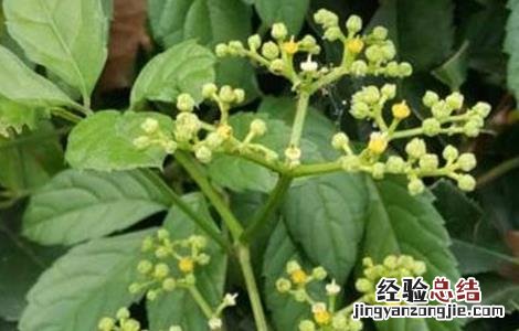 五爪龙的种植技术视频 五爪龙的种植技术