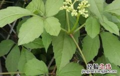 五爪龙的种植技术视频 五爪龙的种植技术