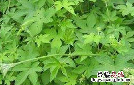 五爪龙的种植技术视频 五爪龙的种植技术