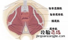 骨盆修复的效果有哪些 骨盆修复的功效与作用