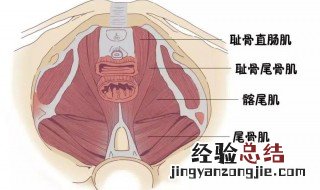 骨盆修复的效果有哪些 骨盆修复的功效与作用