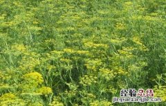 孜然好种吗 孜然怎么种好