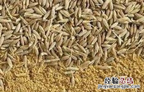 孜然好种吗 孜然怎么种好