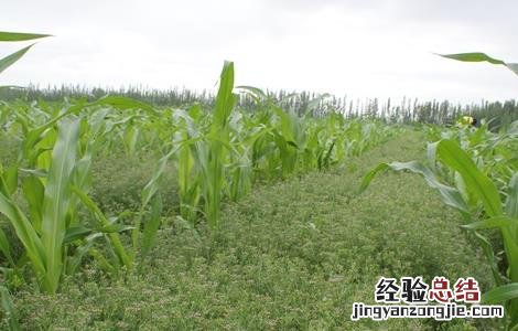 孜然好种吗 孜然怎么种好