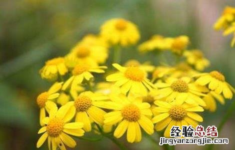 野菊花的种植技术与管理 野菊花的种植技术