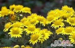 野菊花的种植技术与管理 野菊花的种植技术