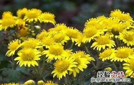 野菊花的种植技术与管理 野菊花的种植技术