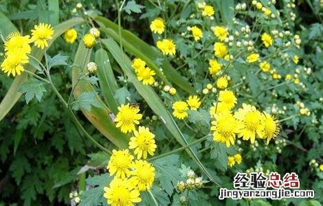 野菊花的种植技术与管理 野菊花的种植技术