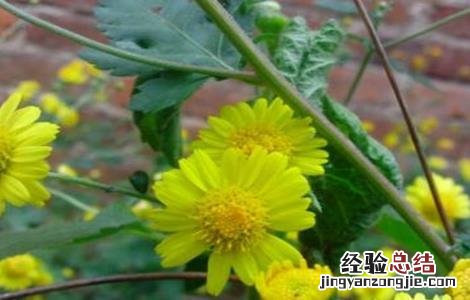 野菊花的种植技术与管理 野菊花的种植技术