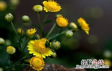 野菊花的种植技术与管理 野菊花的种植技术