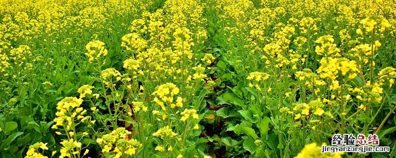 油菜后期死梗的原因 油菜死棵有哪些原因